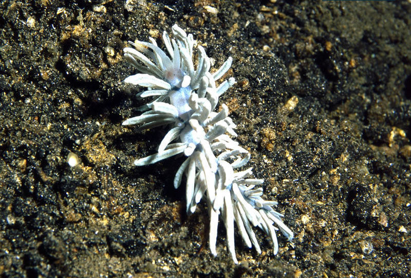 Phyllodesmium briareum